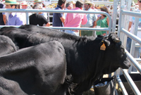 feria